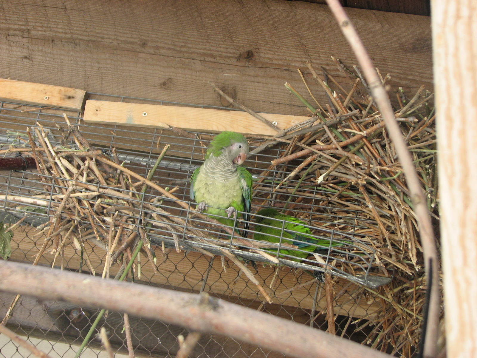 Destination Argentina - Monk Parakeet