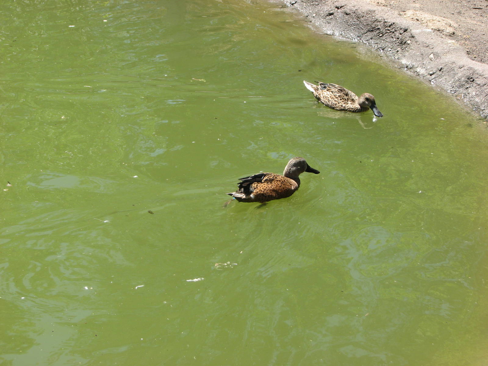 Destination Argentina - Red Shoveler