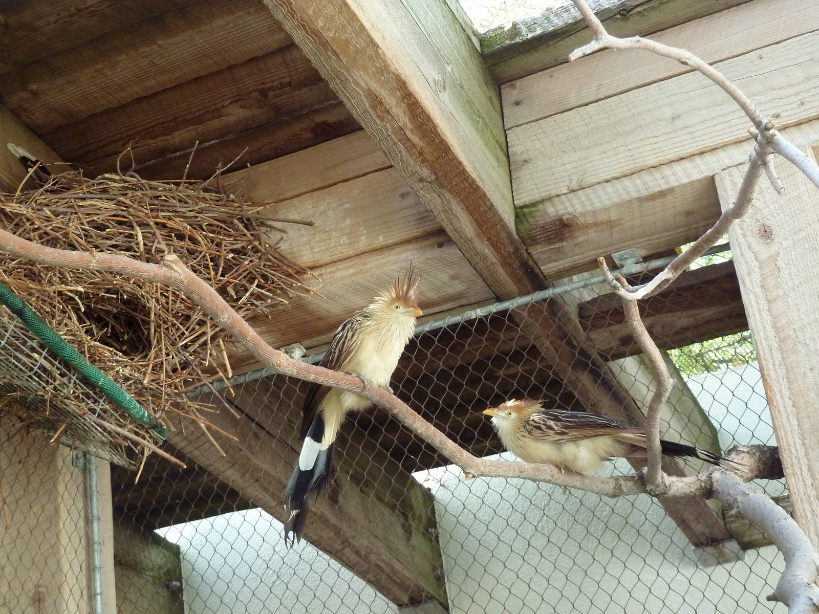 Destination Argentina Walk-Through Aviary - Guira Cuckoos
