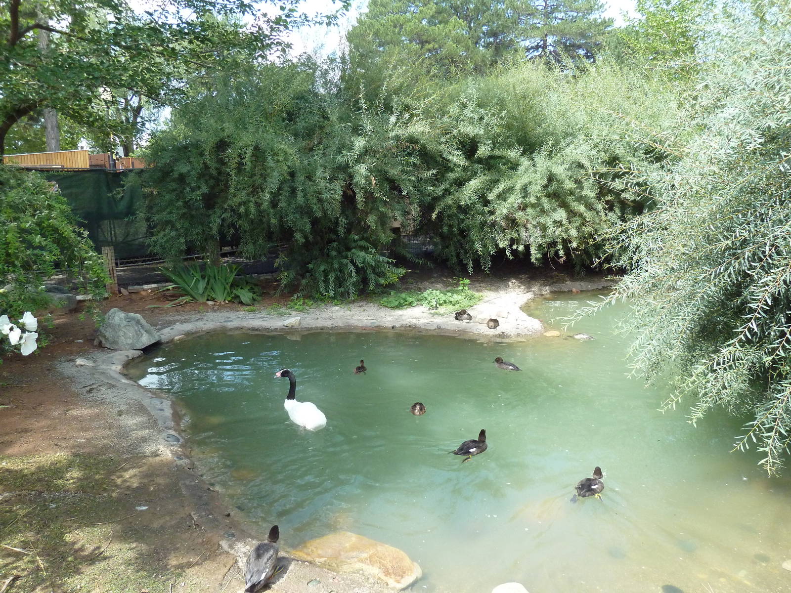 Destination Argentina - Waterfowl Pond (3 Species)