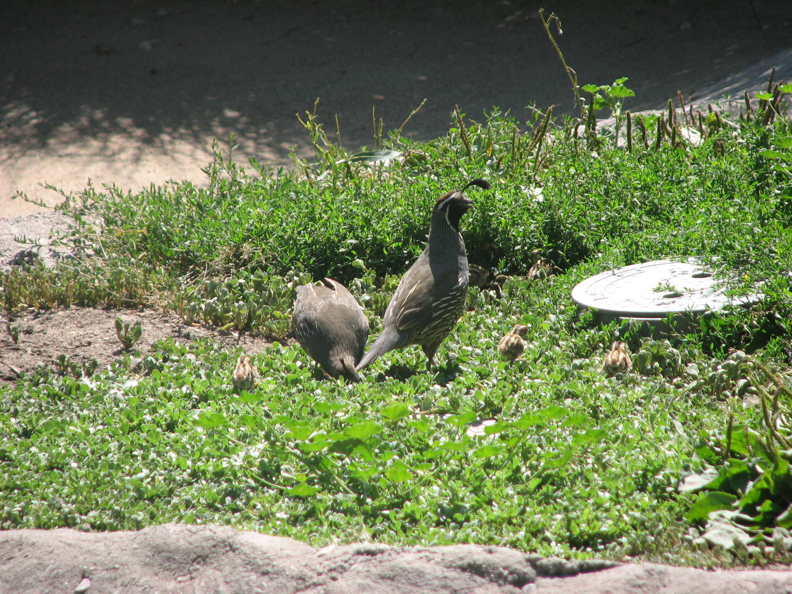 Destination Argentina - wild California Quail