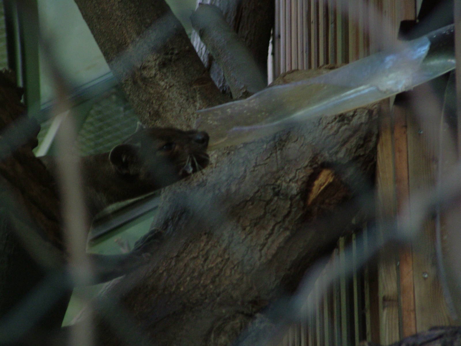 Destructive Fossa at Frankfurt 31/08/10