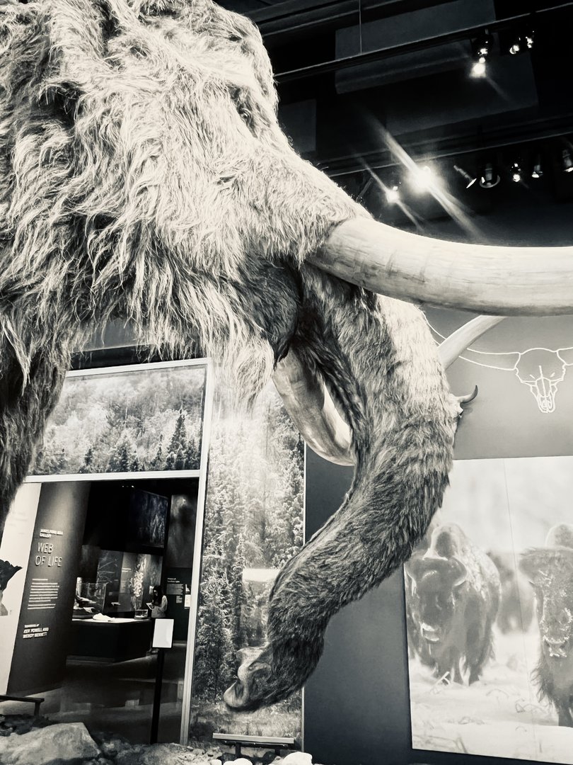 Detail if Mammoth’s truck, mouth, and tusks