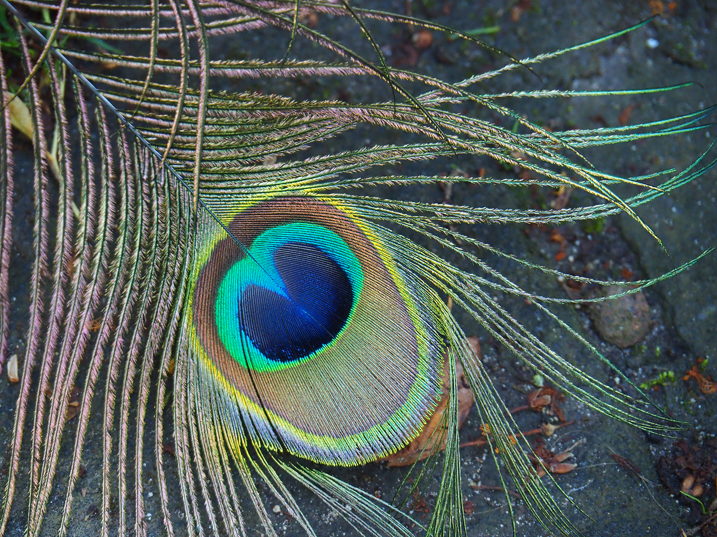 Detail of a molted Blue peafowl (Pavo cristatus) tail feather, 2022-06-28