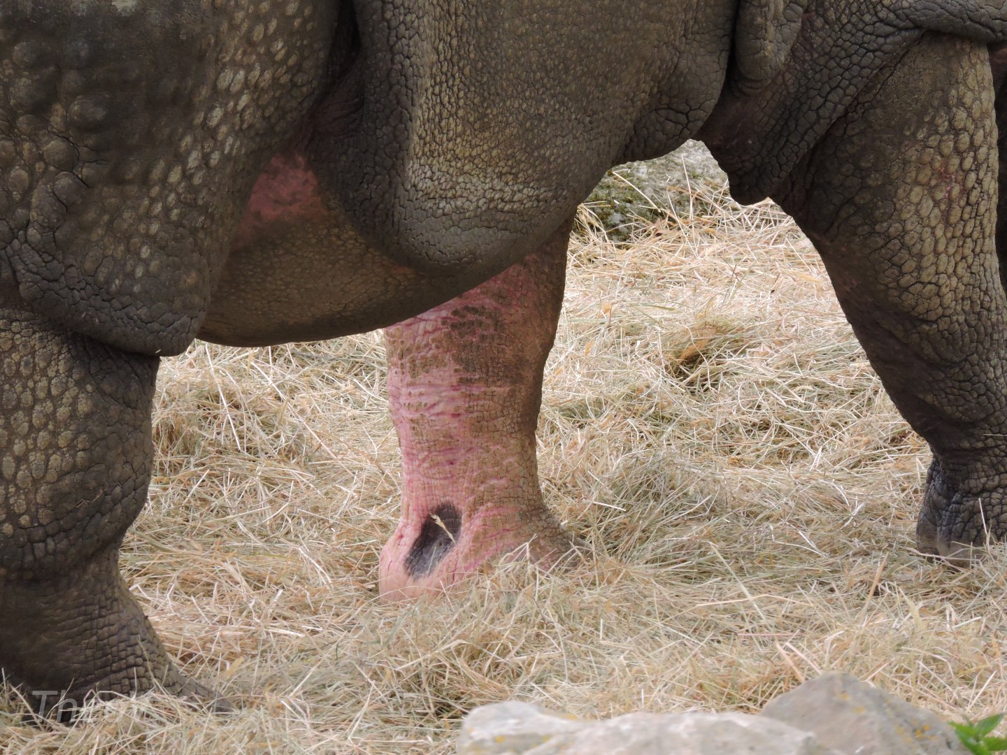 Detail of a rhino's leg [2015]