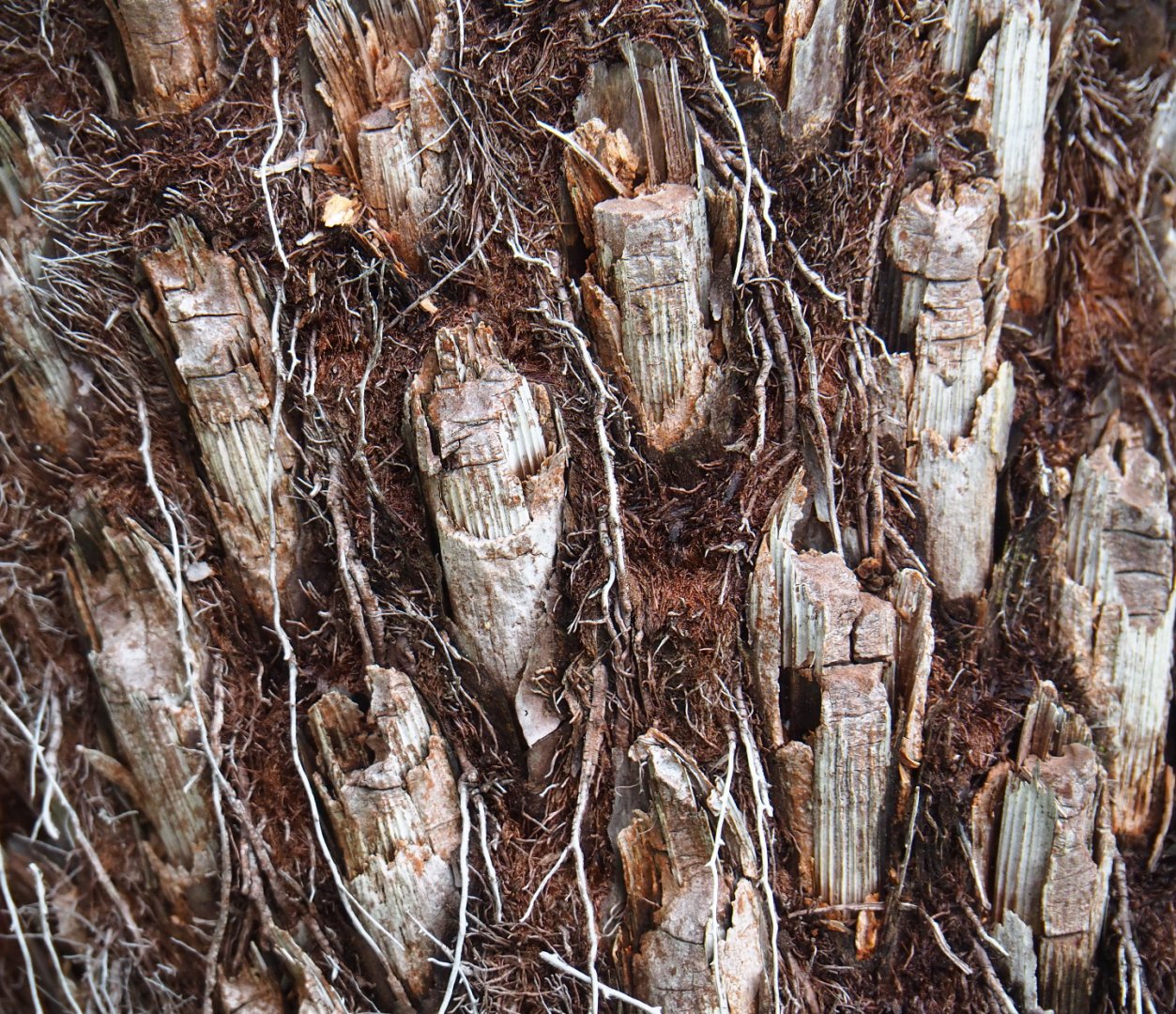 Detail of a tree fern trunk, 2019-10-04