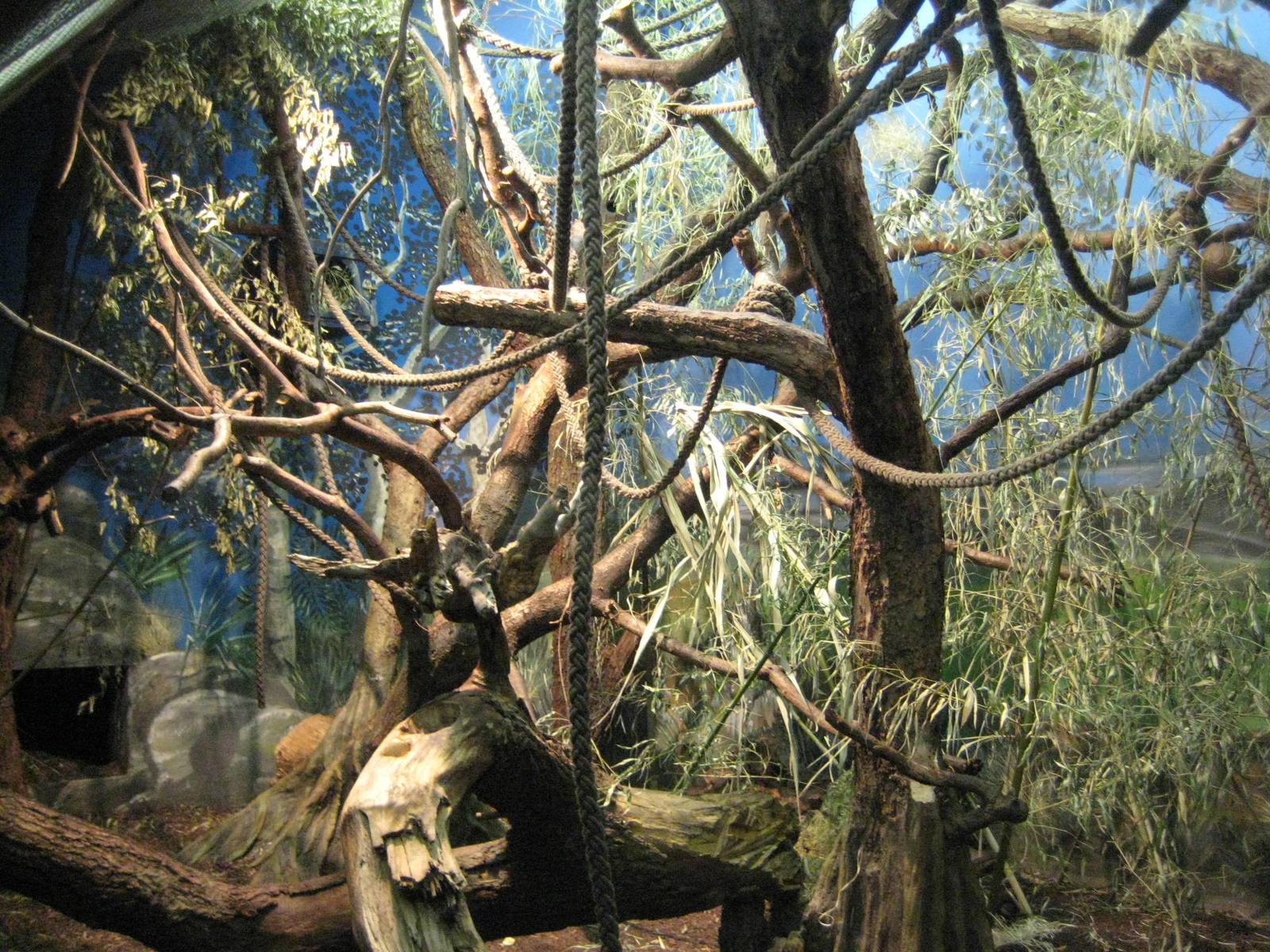 Detail of Aye-Aye Exhibit