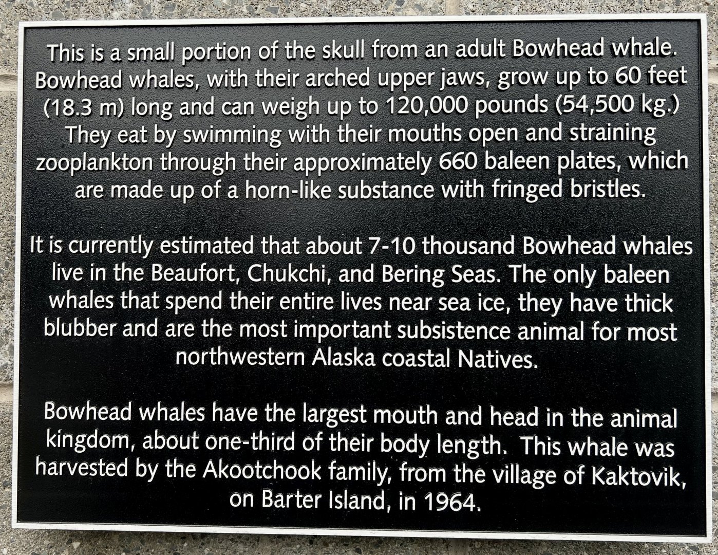 Detail of Bowhead Whale exhibit