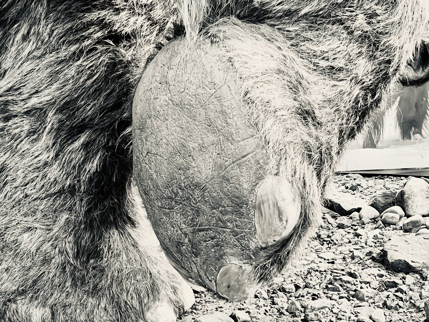 Detail of Mammoth’s foot