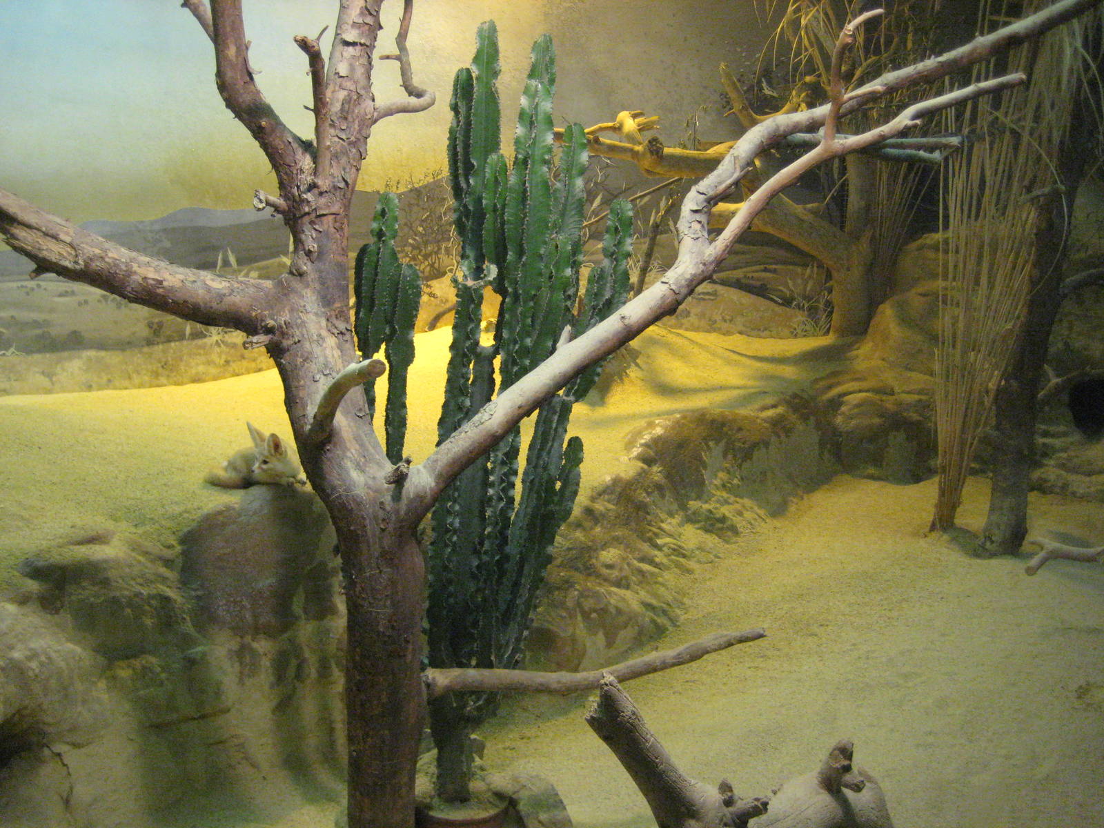 Detail of the Fennec fox exhibit