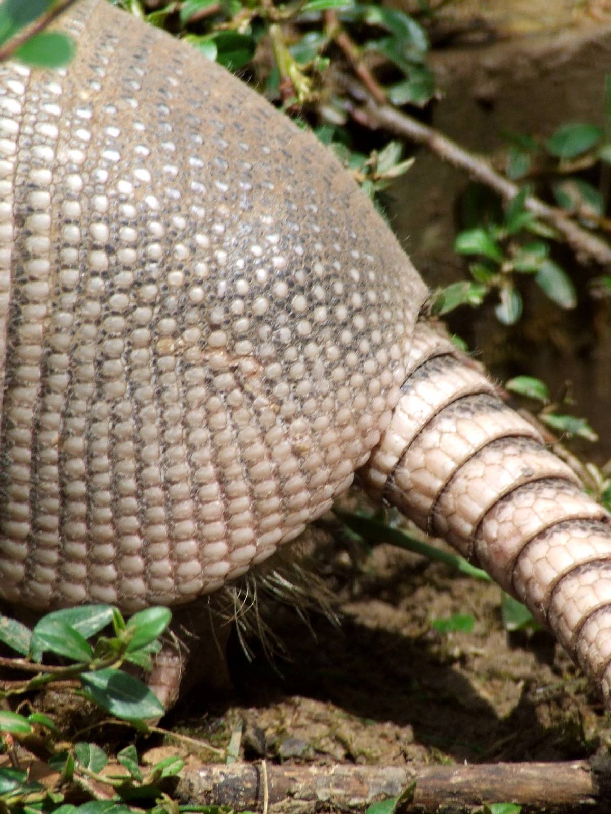Detail @ Veszprem Zoo, Hungary