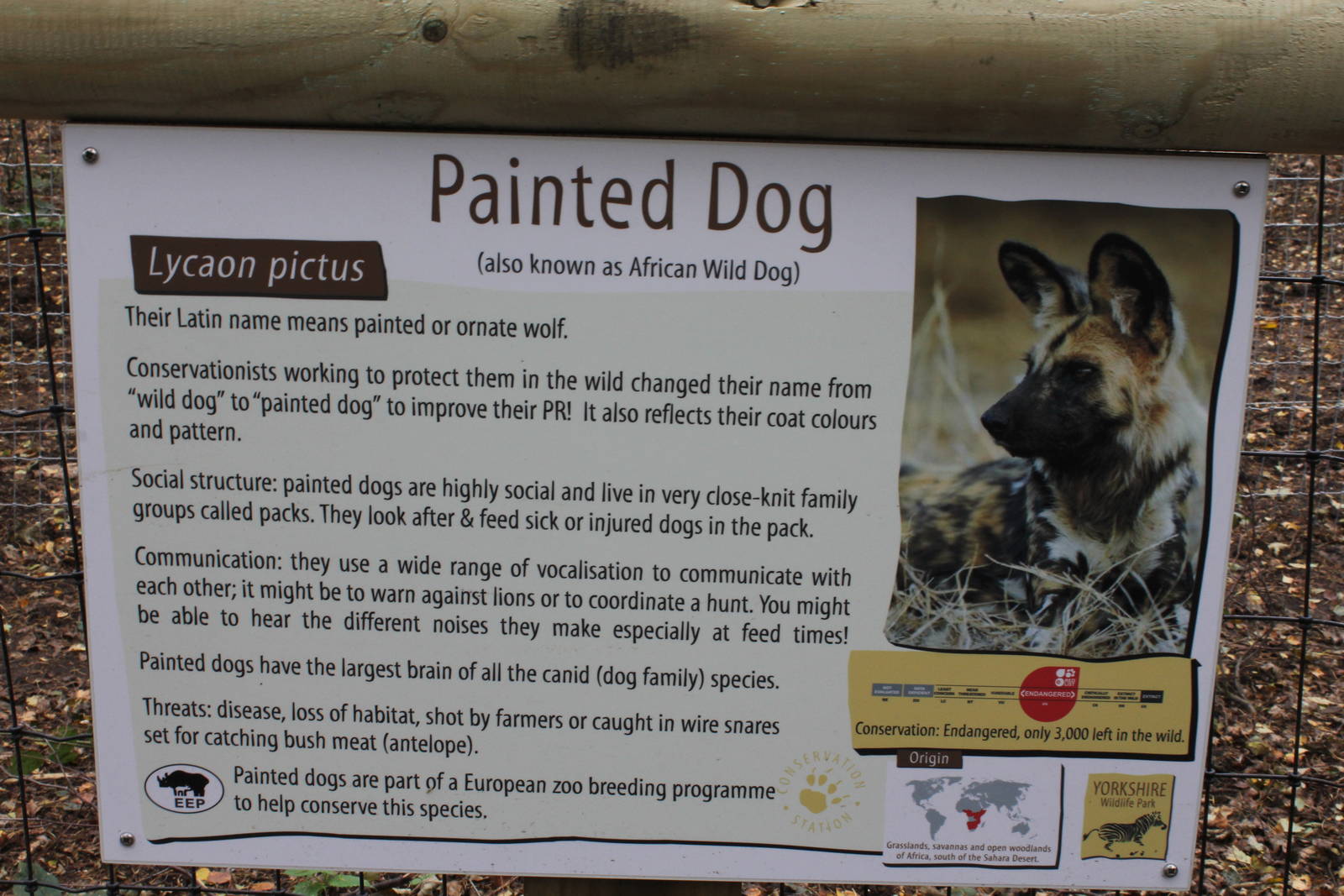 Detailed sign for African Hunting/Painted Dogs 26-10-14
