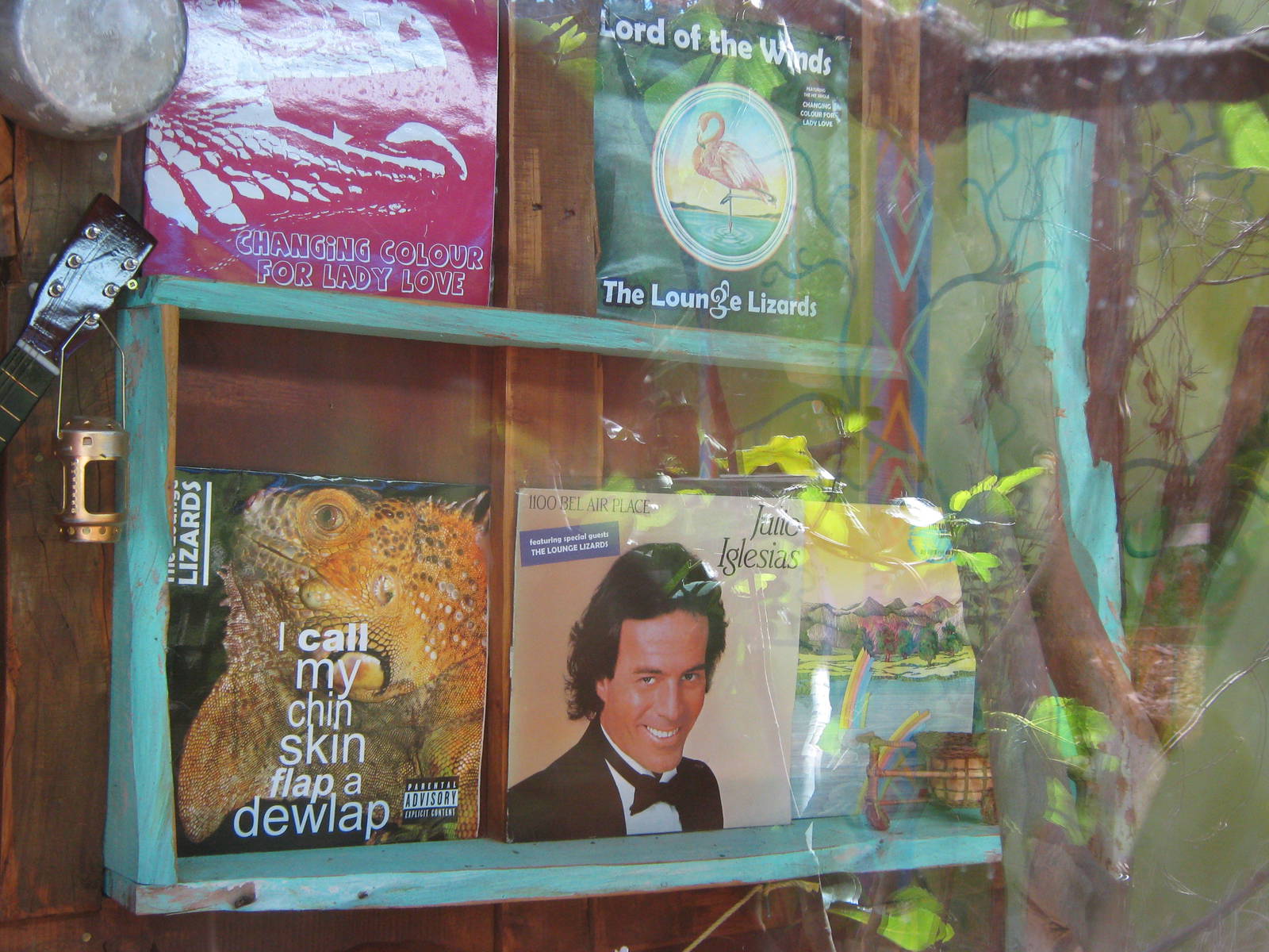 details in the green iguana exhibit