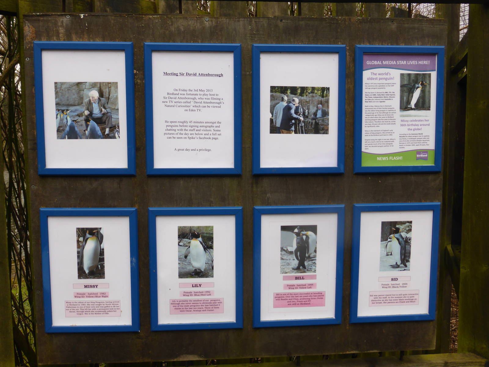 Details of the 4 female king penguins .