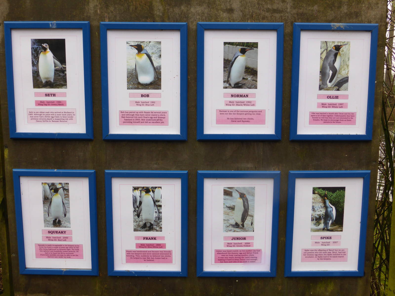 Details of the 8 male king penguins