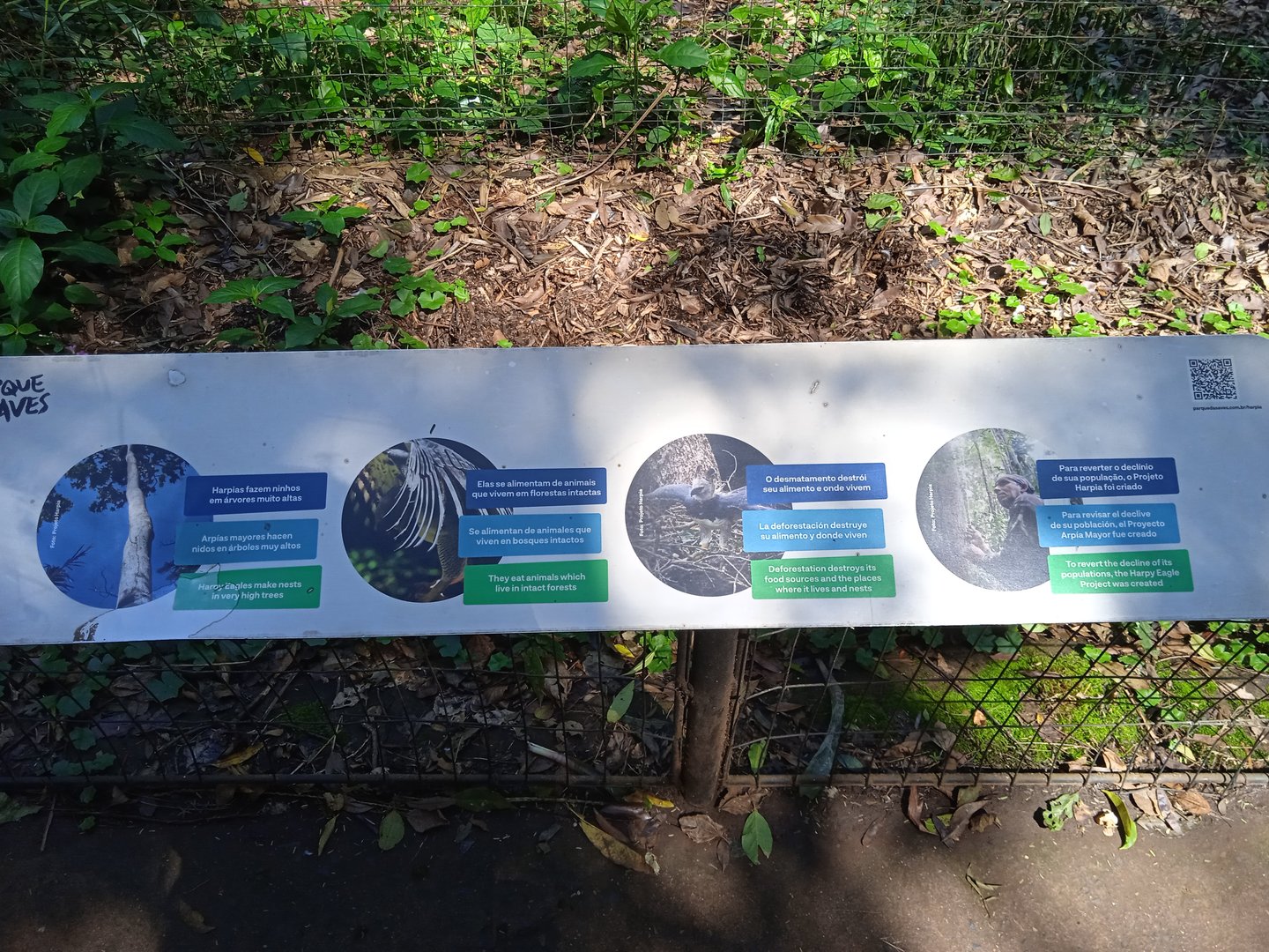 Details of the harpy eagle sign