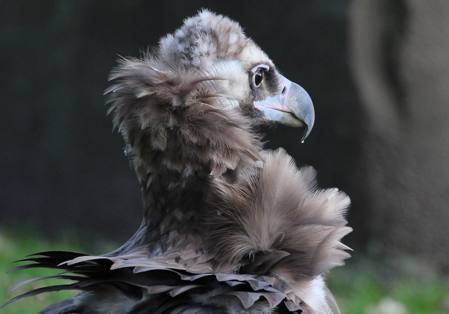Detriot Zoo - Cinereous Vulture - October, 2016