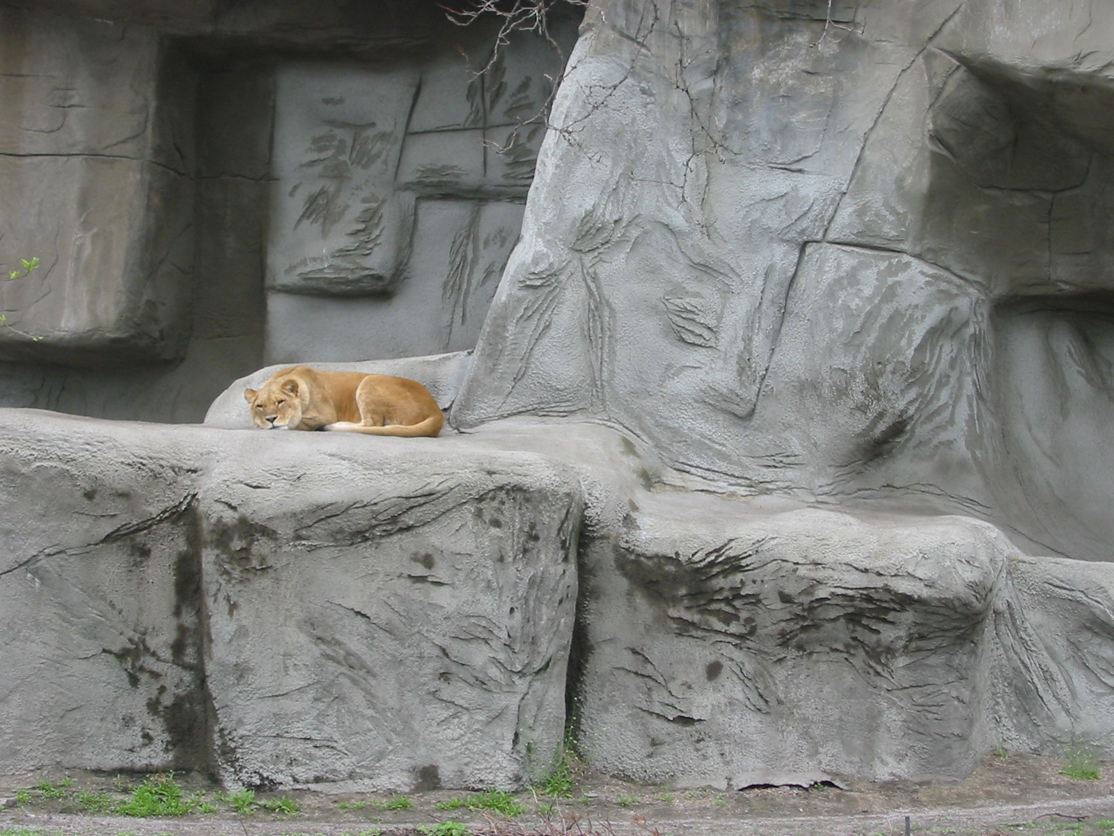 Detroit Zoo 2003 - African Lioness