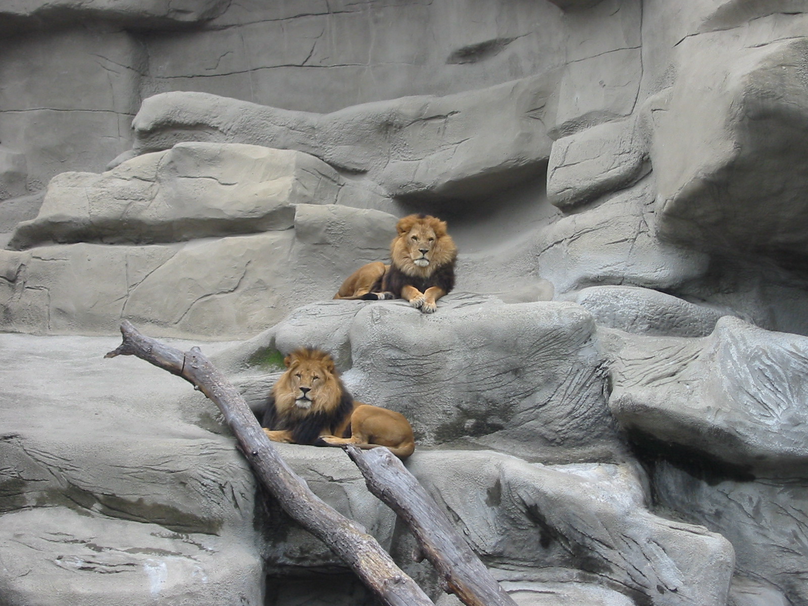 Detroit Zoo 2003 - African Lions