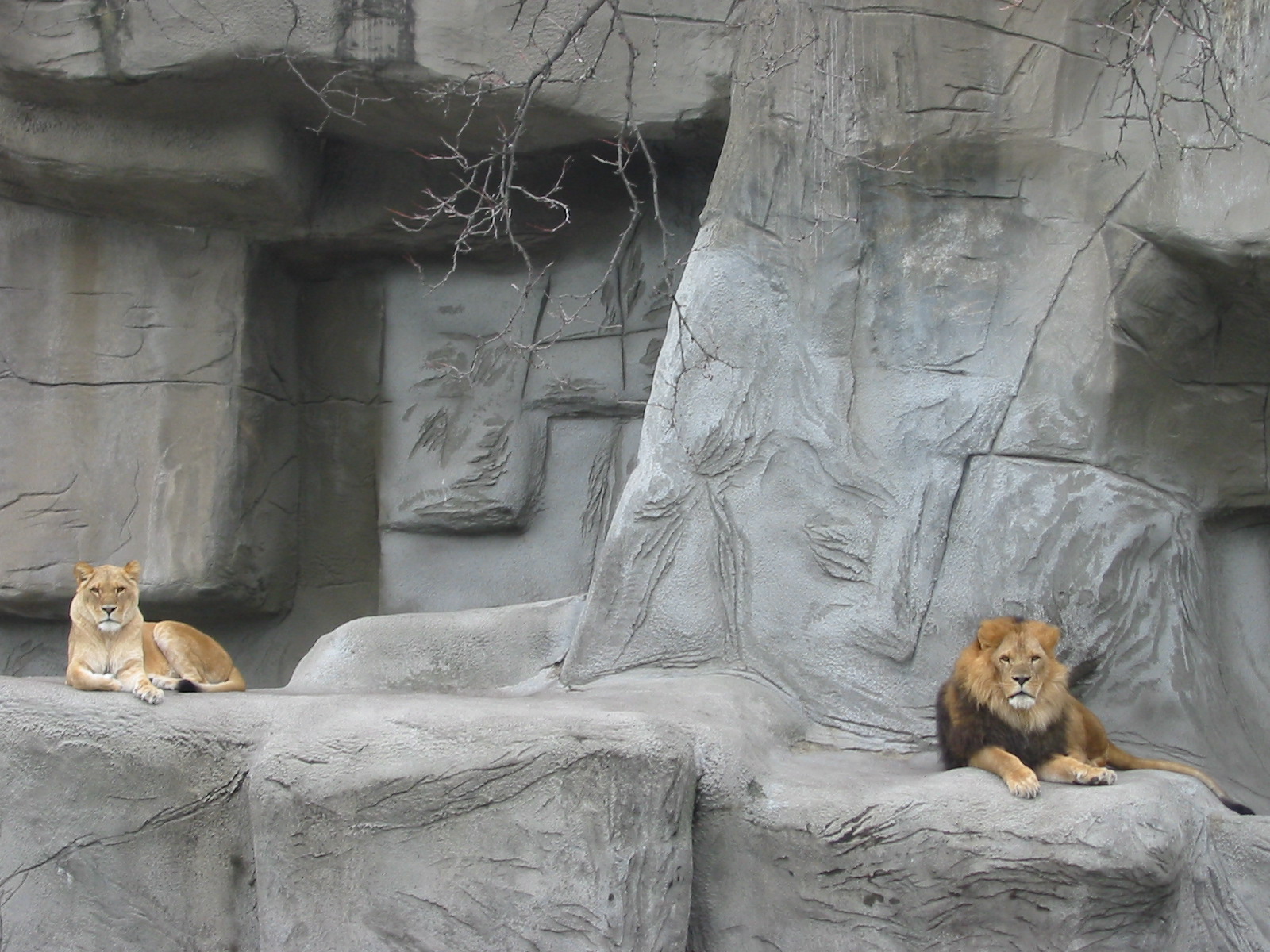 Detroit Zoo 2003 - African Lions