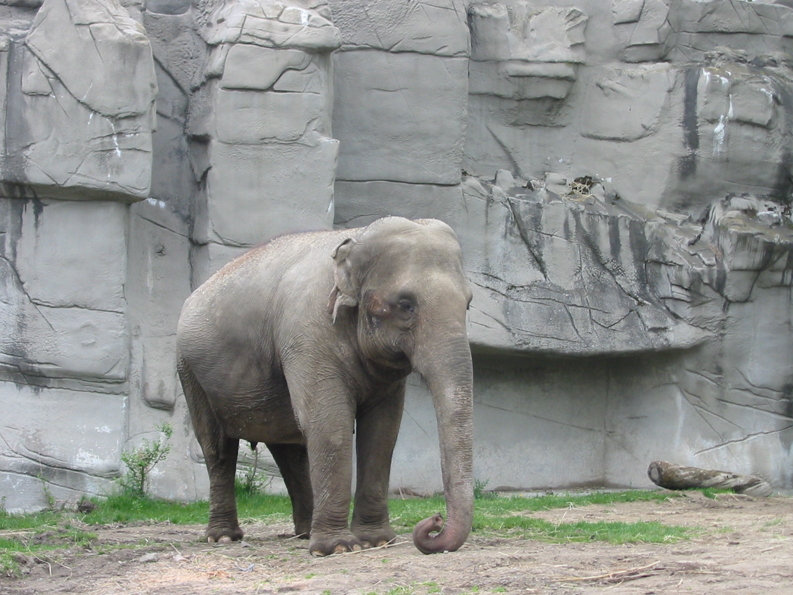 Detroit Zoo 2003 - Asiatic Elephant