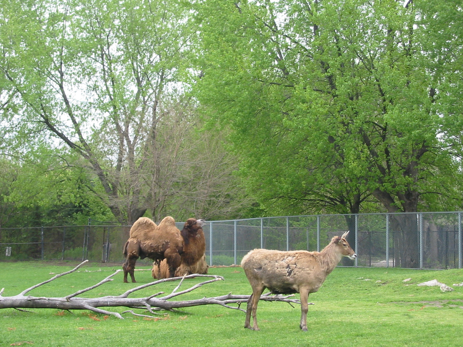 Detroit Zoo 2003 - Bactrian Camel exhibit
