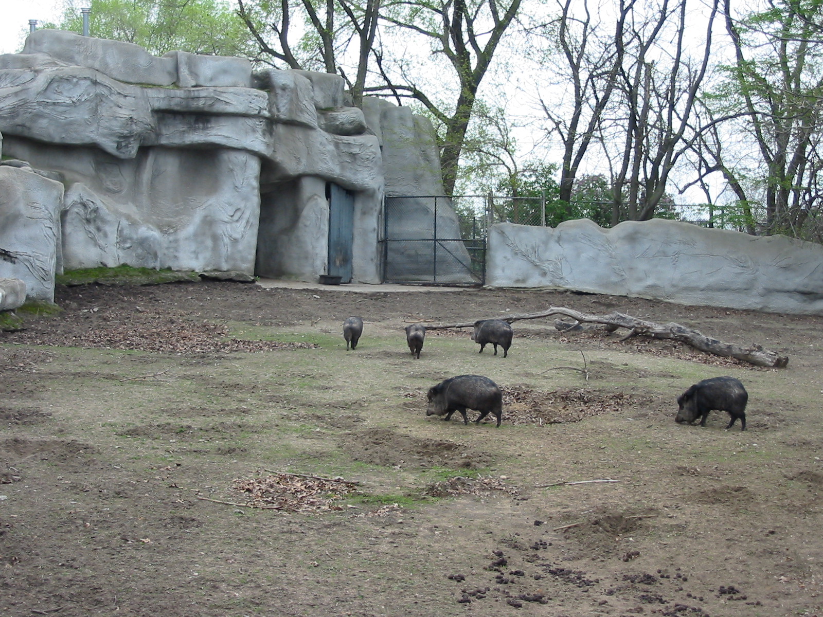 Detroit Zoo 2003 - Collared Peccary exhibit