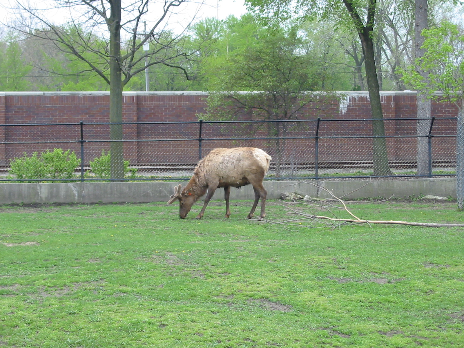 Detroit Zoo 2003 - Elk buck