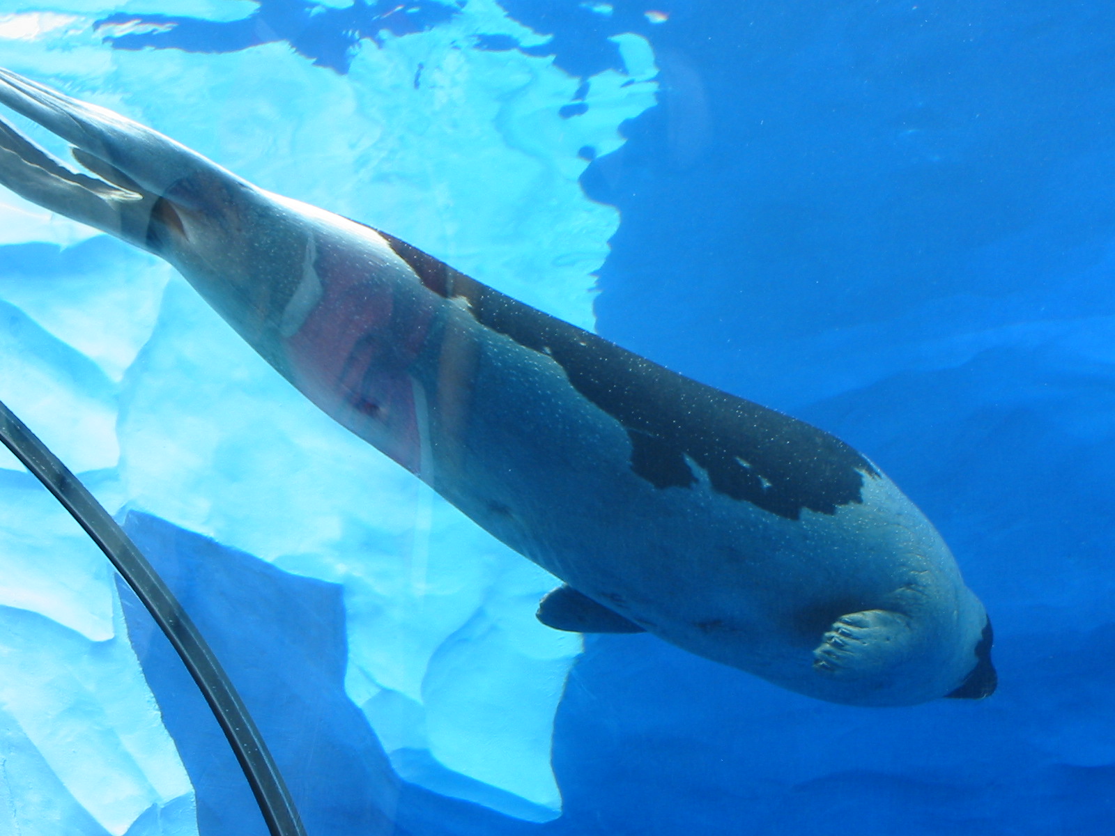 Detroit Zoo 2003 - Harp Seal underwater in the Artic Ring of Life