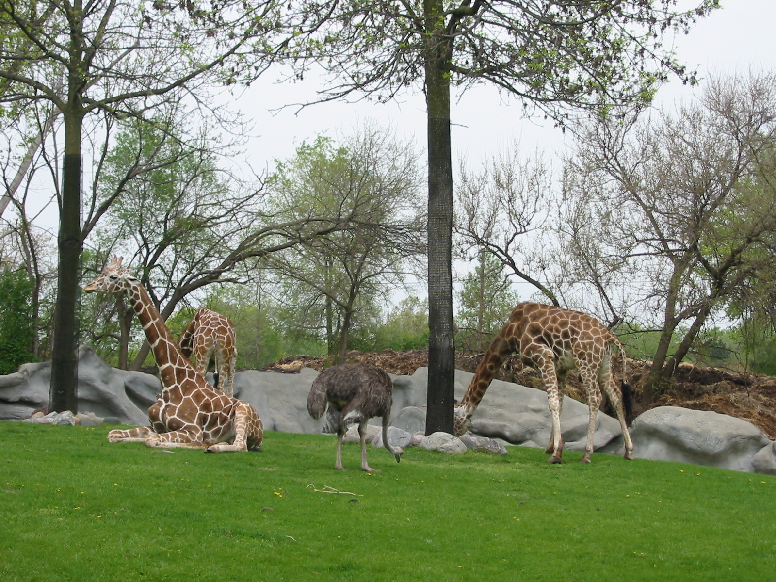 Detroit Zoo 2003 - Part of the Giraffe and Ostrich exhibit