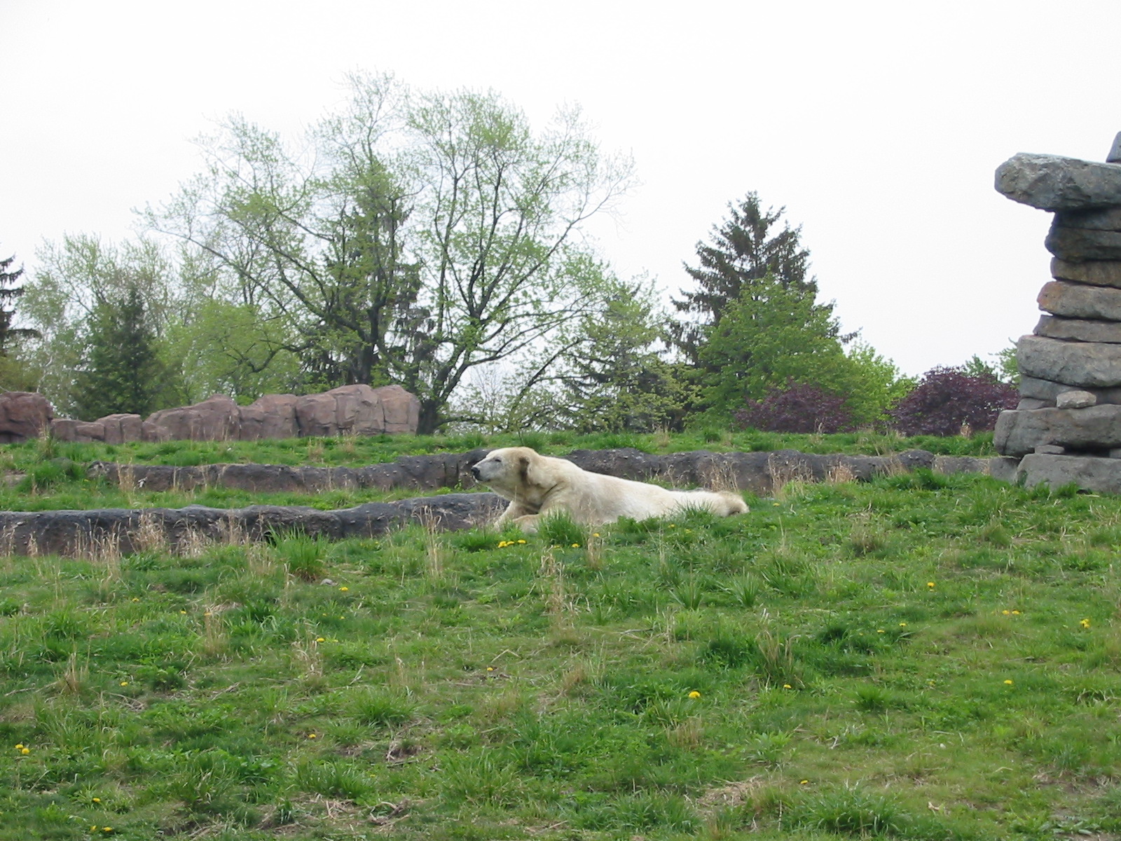 Detroit Zoo 2003 - Part of the Polar Bear exhibit in the Artic Ring of Life