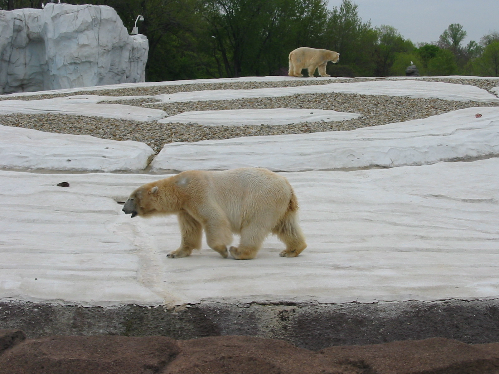 Detroit Zoo 2003 - Polar Bears in the Artic Ring of Life