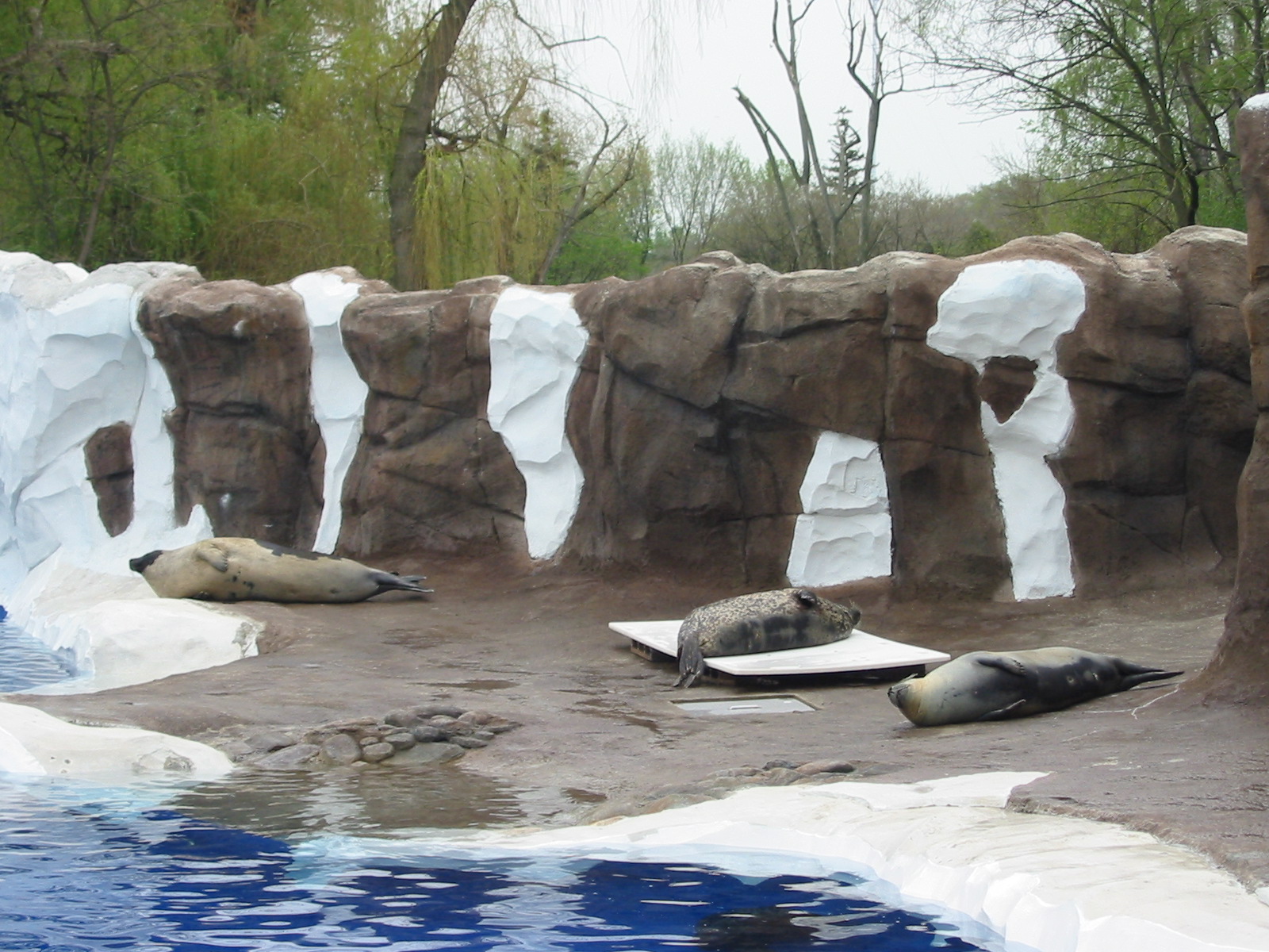 Detroit Zoo 2003 - Seal exhibit in the Artic Ring of Life