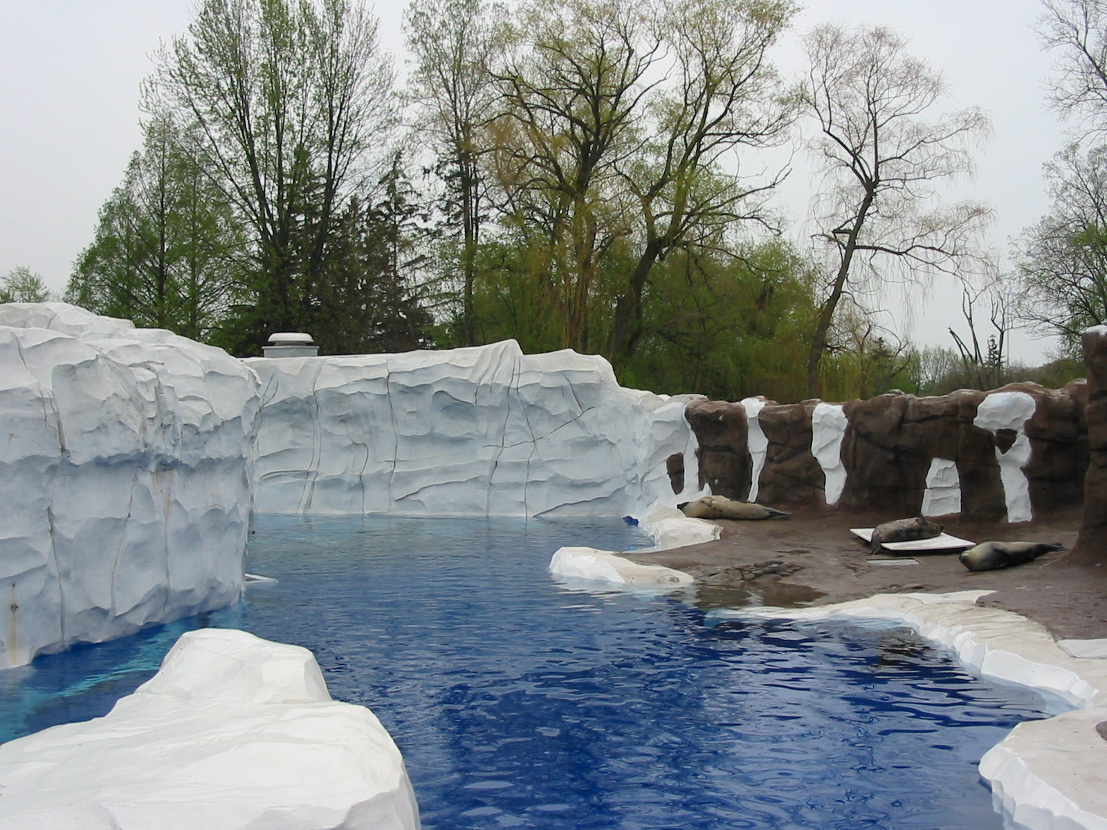 Detroit Zoo 2003 - Seal exhibit in the Artic Ring of Life