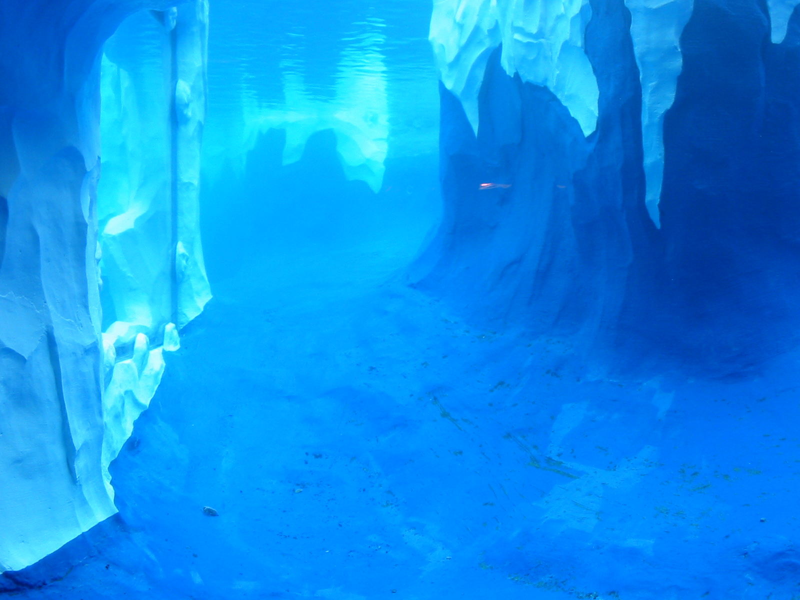 Detroit Zoo 2003 - Underwater exhibit in the Artic Ring of Life