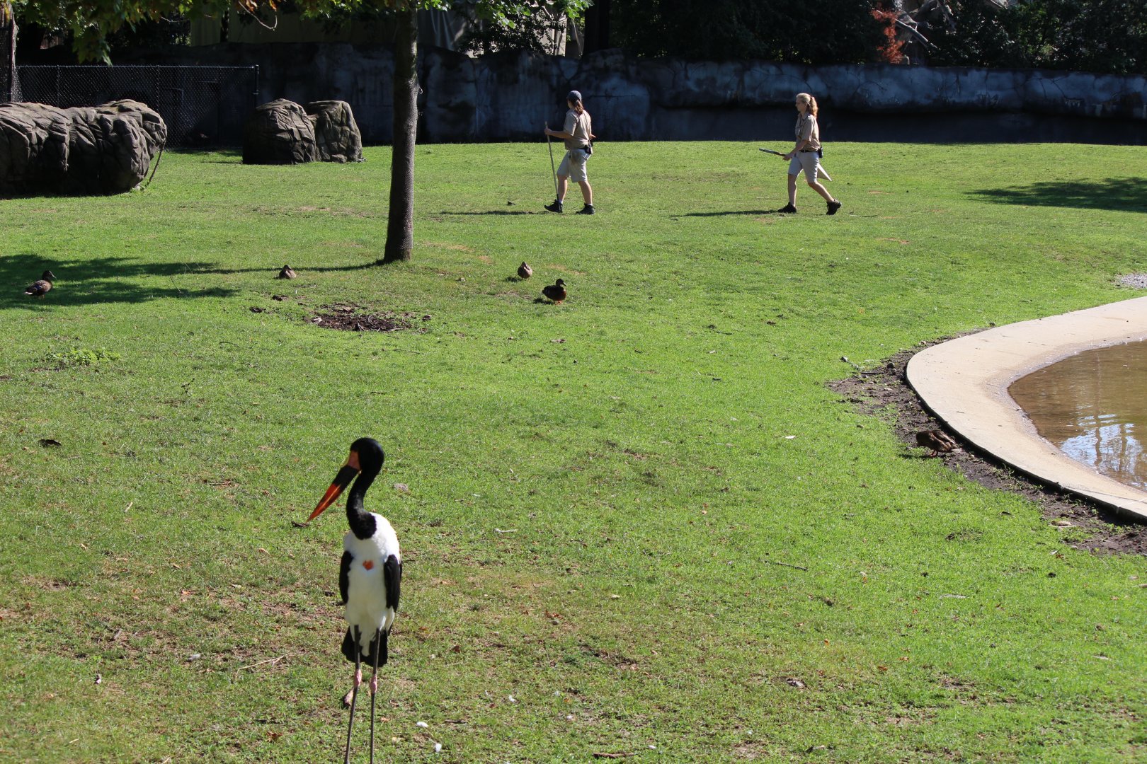 Detroit Zoo - African Grassland - August, 2016