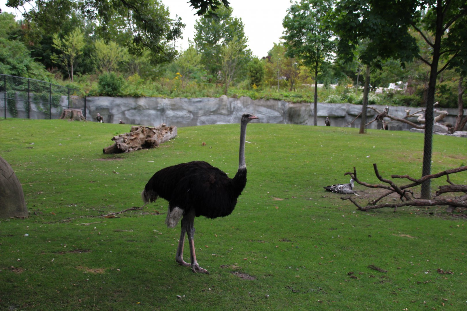 Detroit Zoo - African Grassland - Summer, 2016