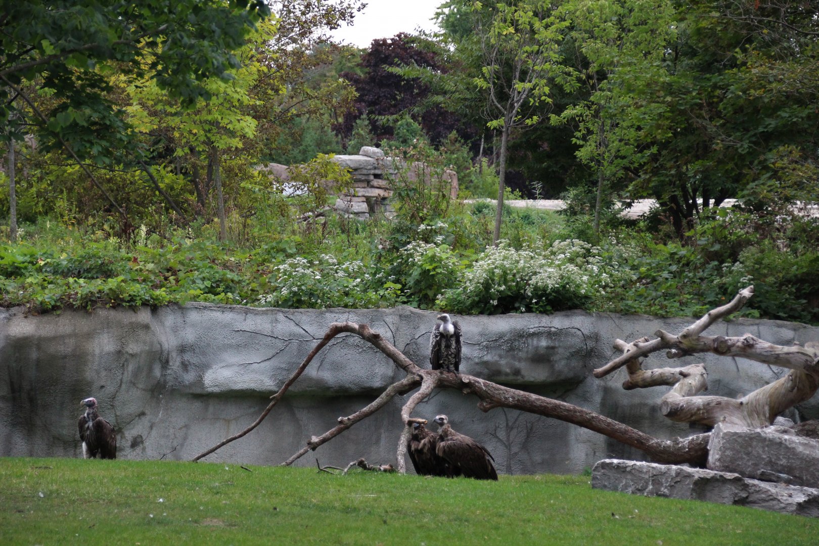 Detroit Zoo - African Grassland - Summer, 2016