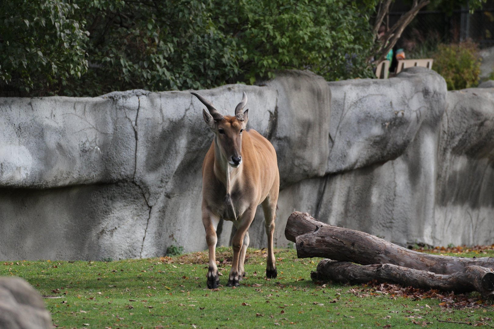 Detroit Zoo - African Grassland - Summer, 2016