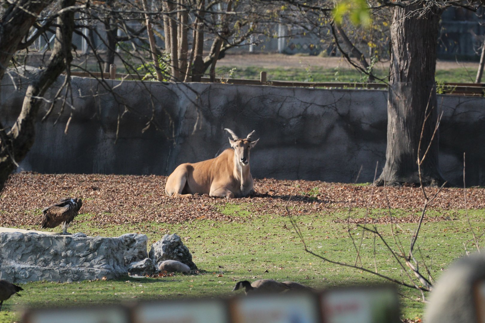 Detroit Zoo - African Grassland - Summer, 2016