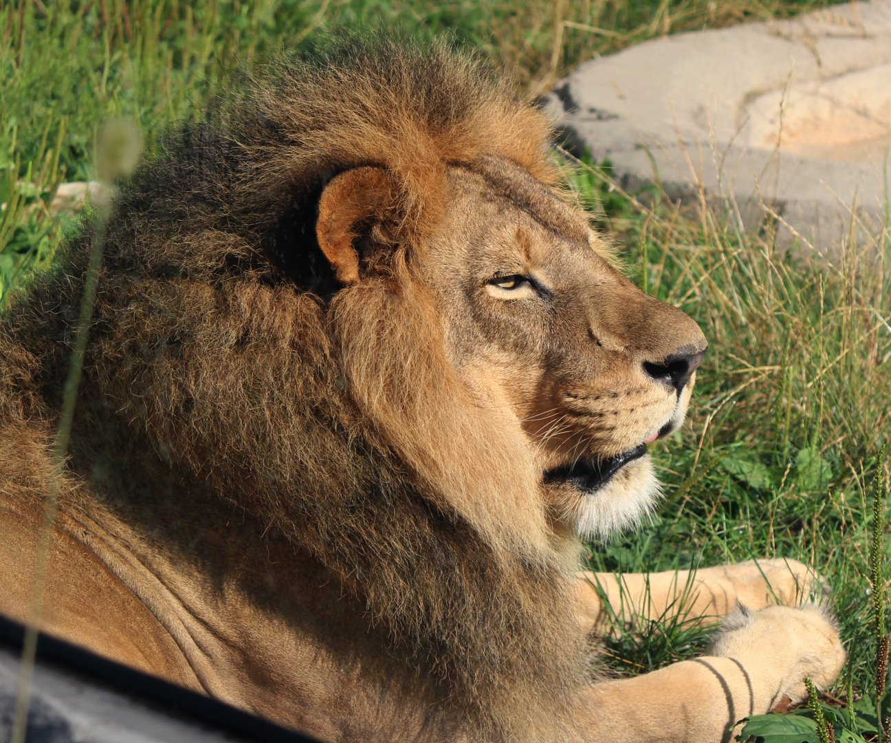Detroit Zoo - African Lion - August, 2016
