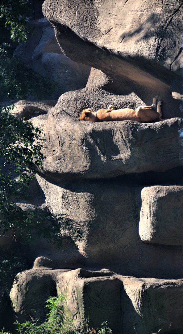 Detroit Zoo - African Lion enclosure - Summer, 2016