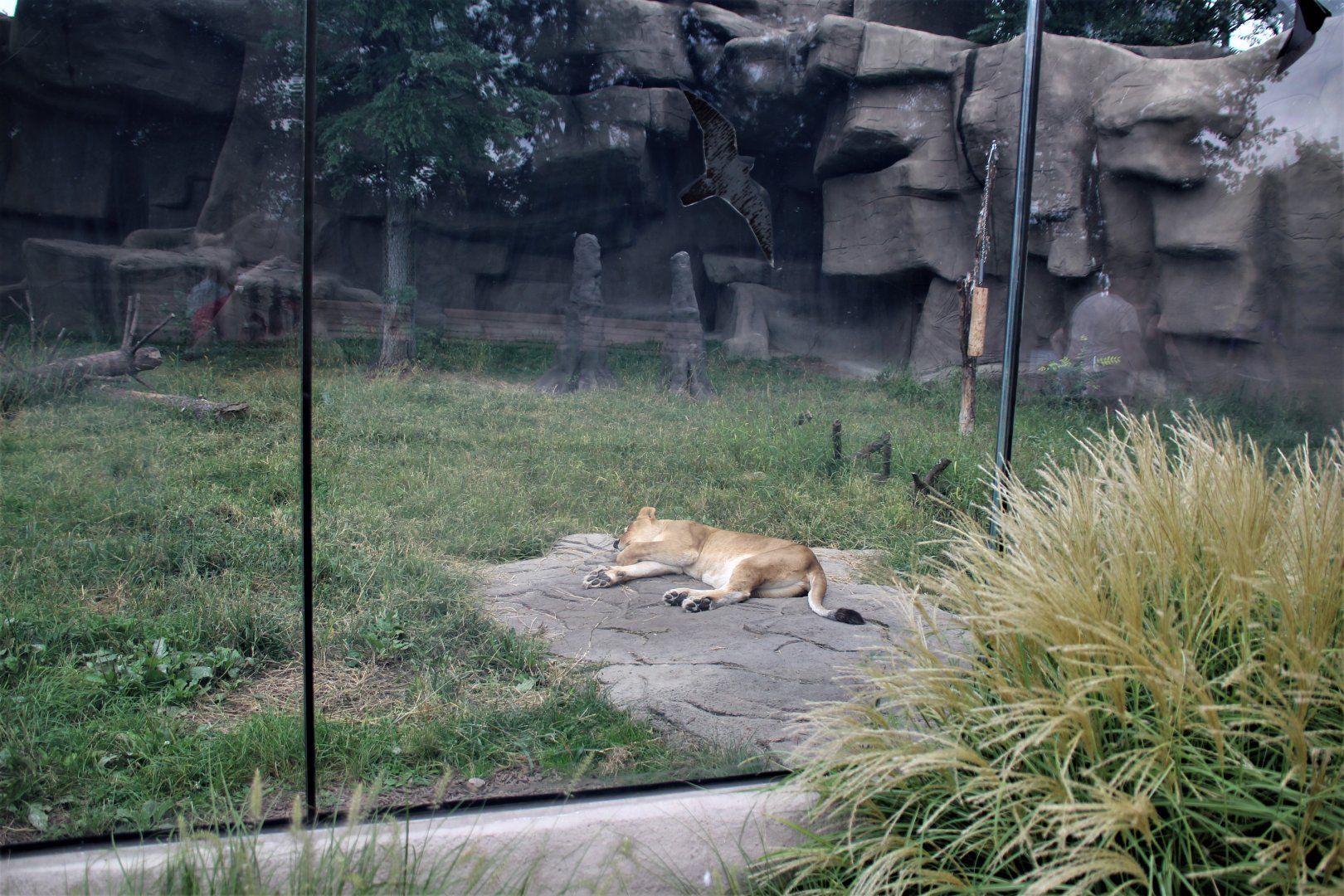 Detroit Zoo - African Lion enclosure - Summer, 2016