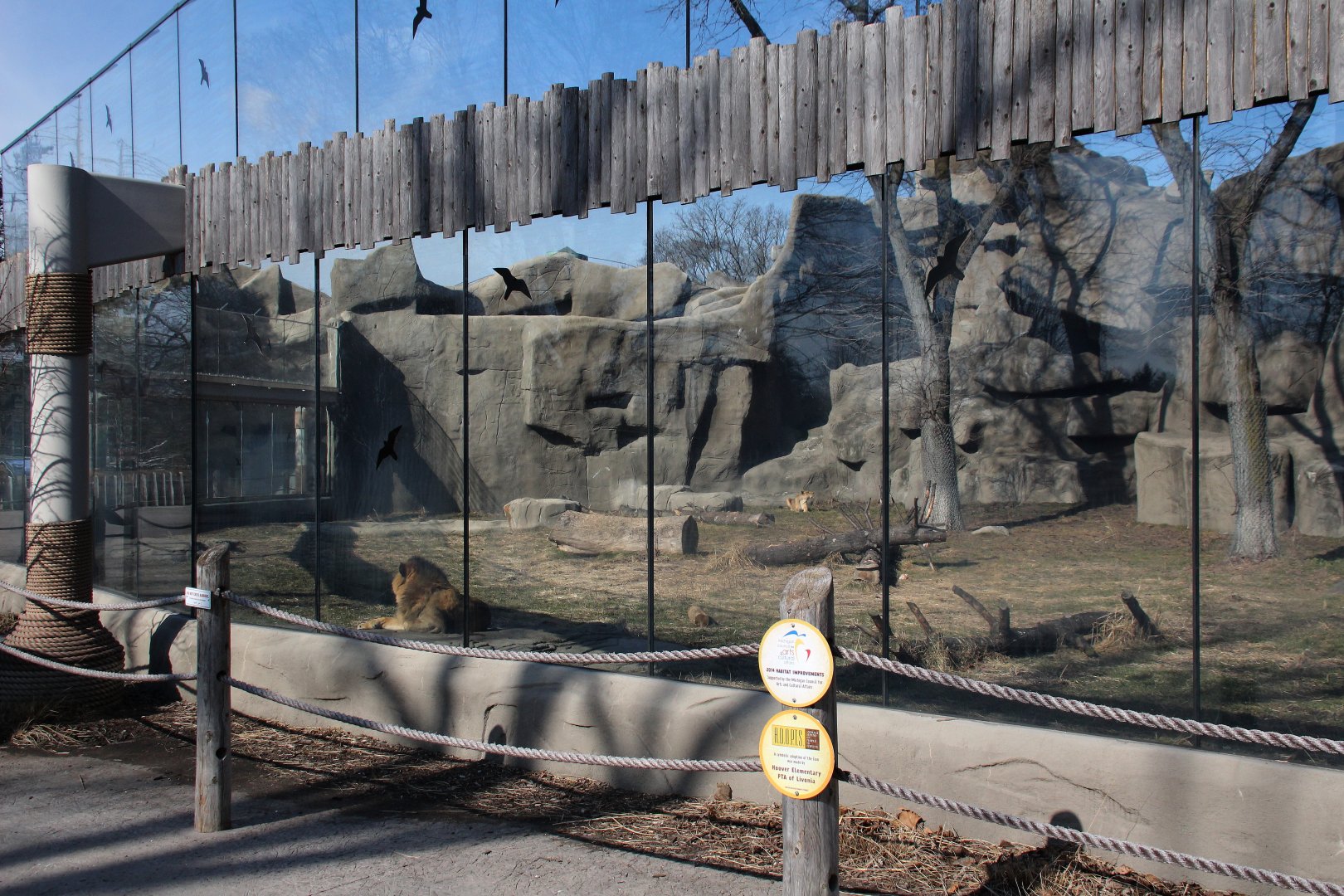 Detroit Zoo - African Lion exhibit
