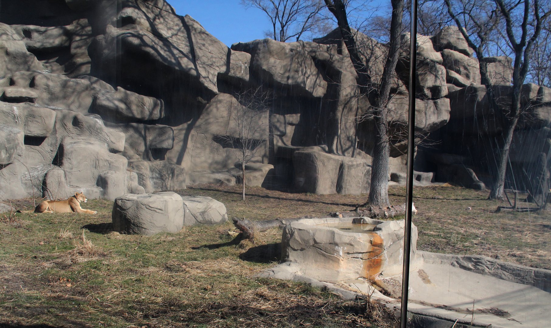 Detroit Zoo - African Lion exhibit