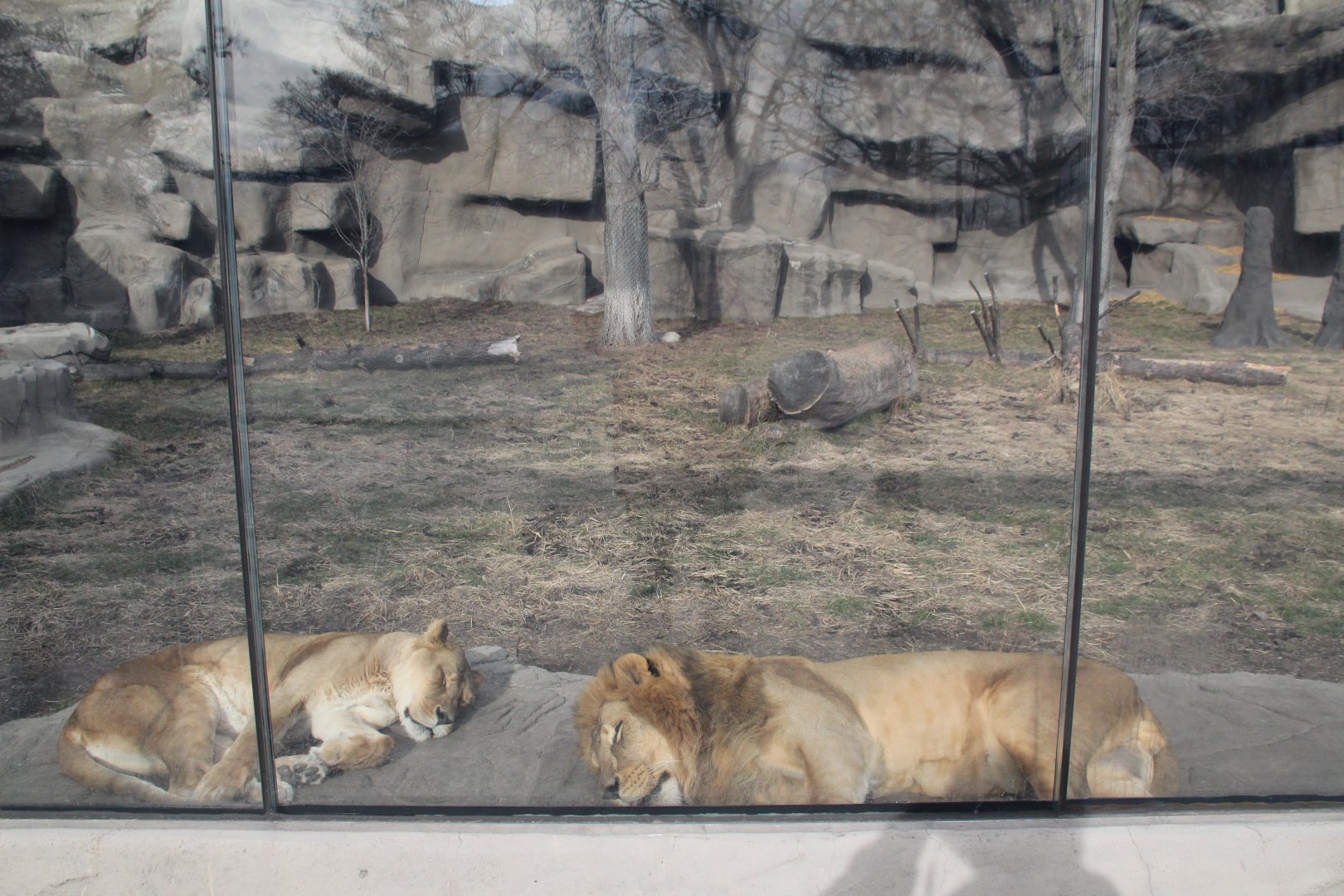 Detroit Zoo - African Lion exhibit