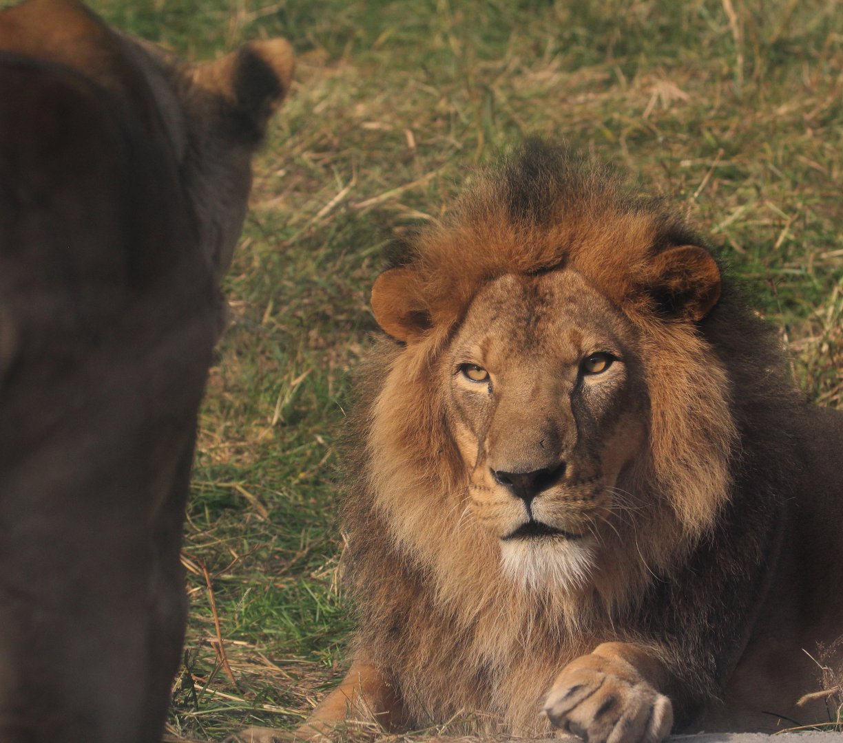 Detroit Zoo - African Lions - October, 2016