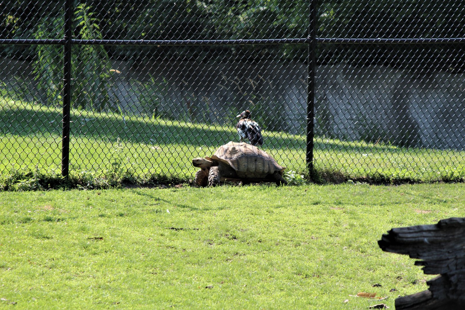 Detroit Zoo - African Spurred Tortoise / African Grasslands - July, 2016