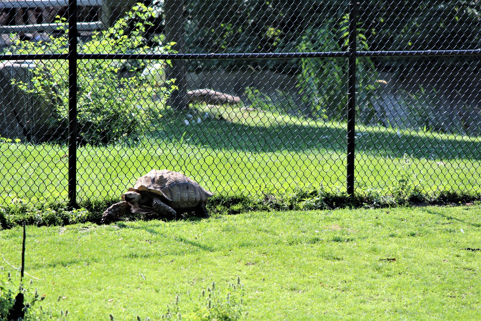 Detroit Zoo - African Spurred Tortoise / African Grasslands - July, 2016