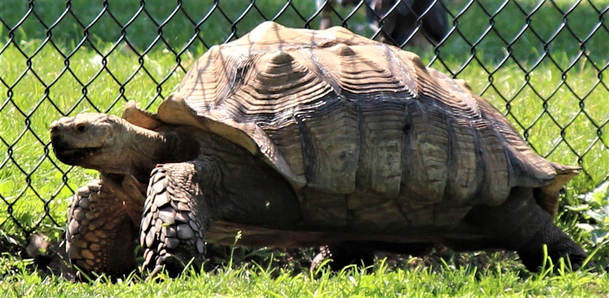 Detroit Zoo - African Spurred Tortoise - July, 2016